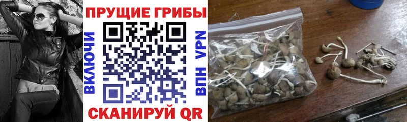 Купить где  Клин  Псилоцибиновые грибы мицелий 